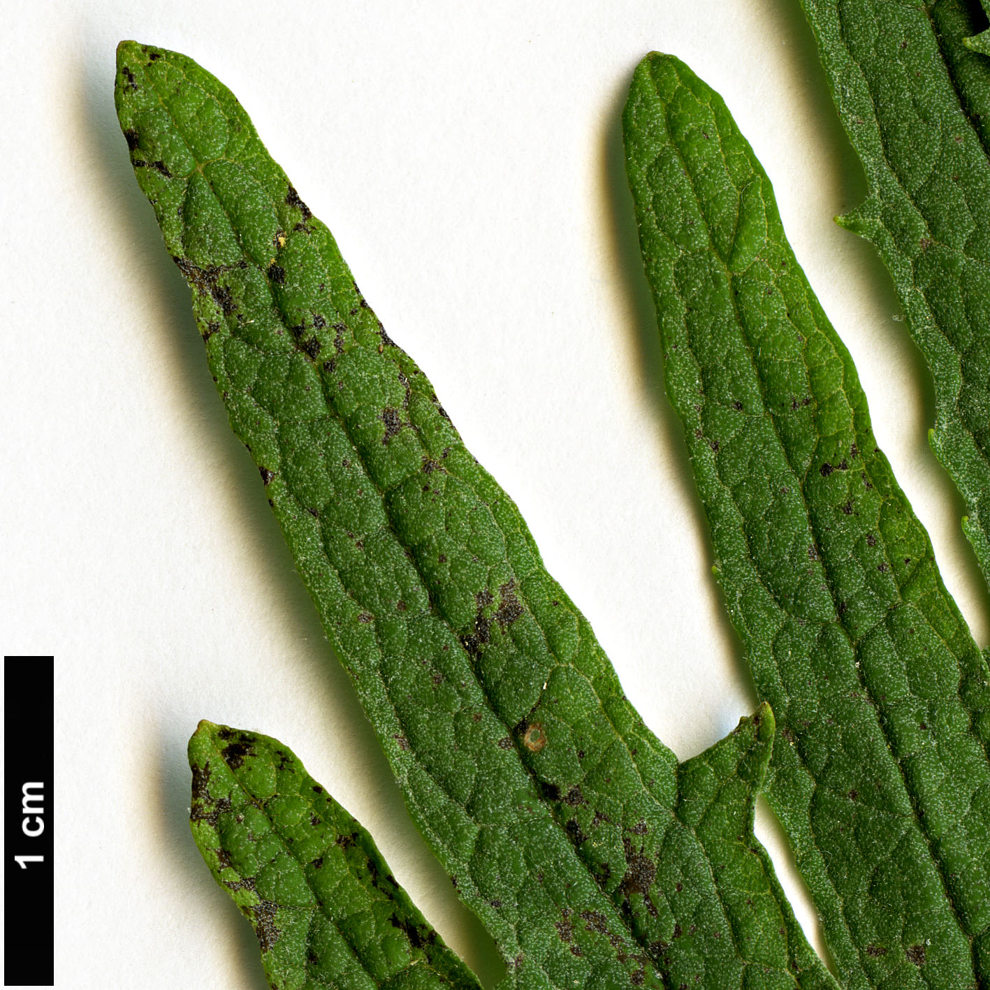 High resolution image: Family: Scrophulariaceae - Genus: Buddleja - Taxon: ×wardii (B.alternifolia × B.crispa)